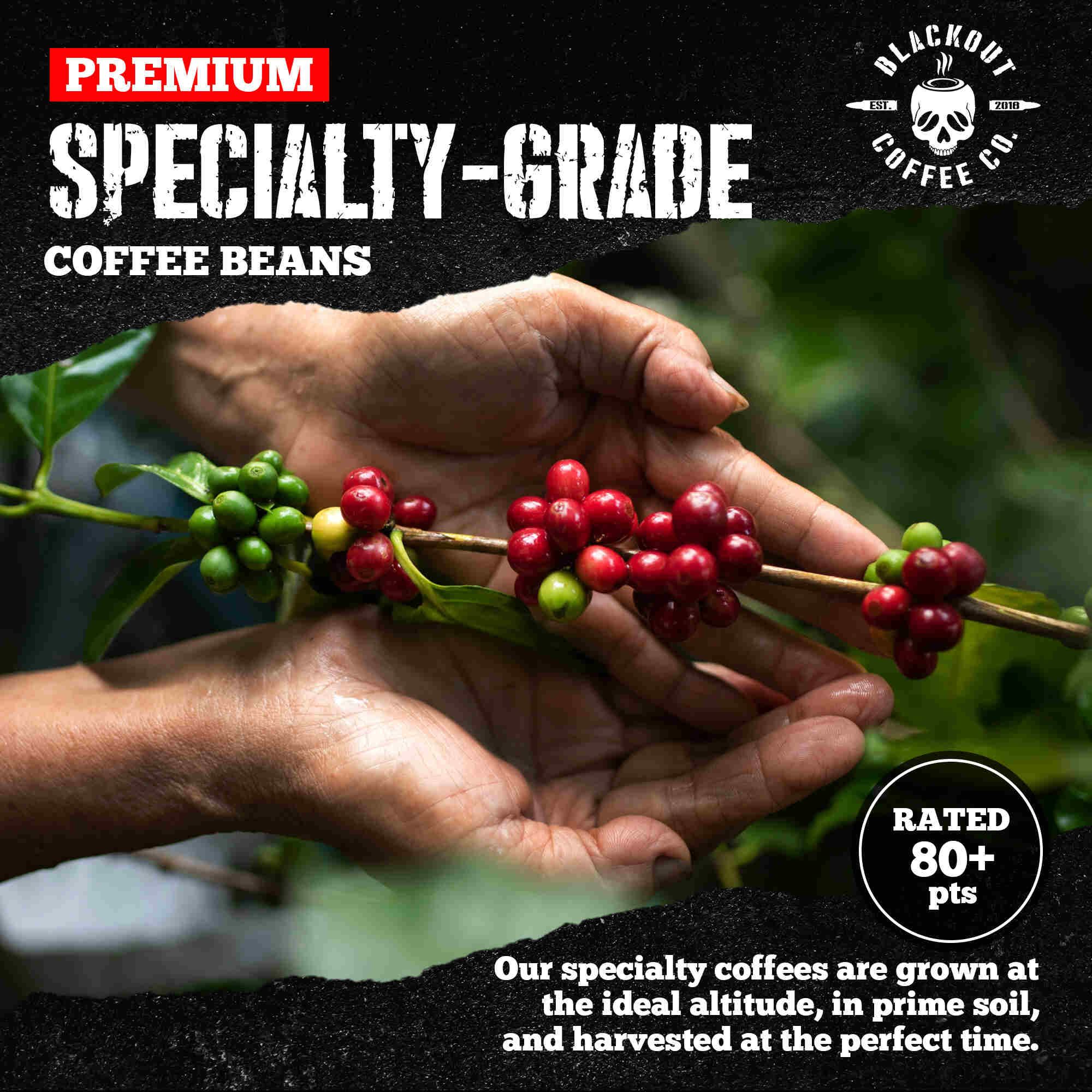 Brewtal Awakening Coffee